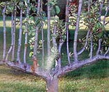 espalier image